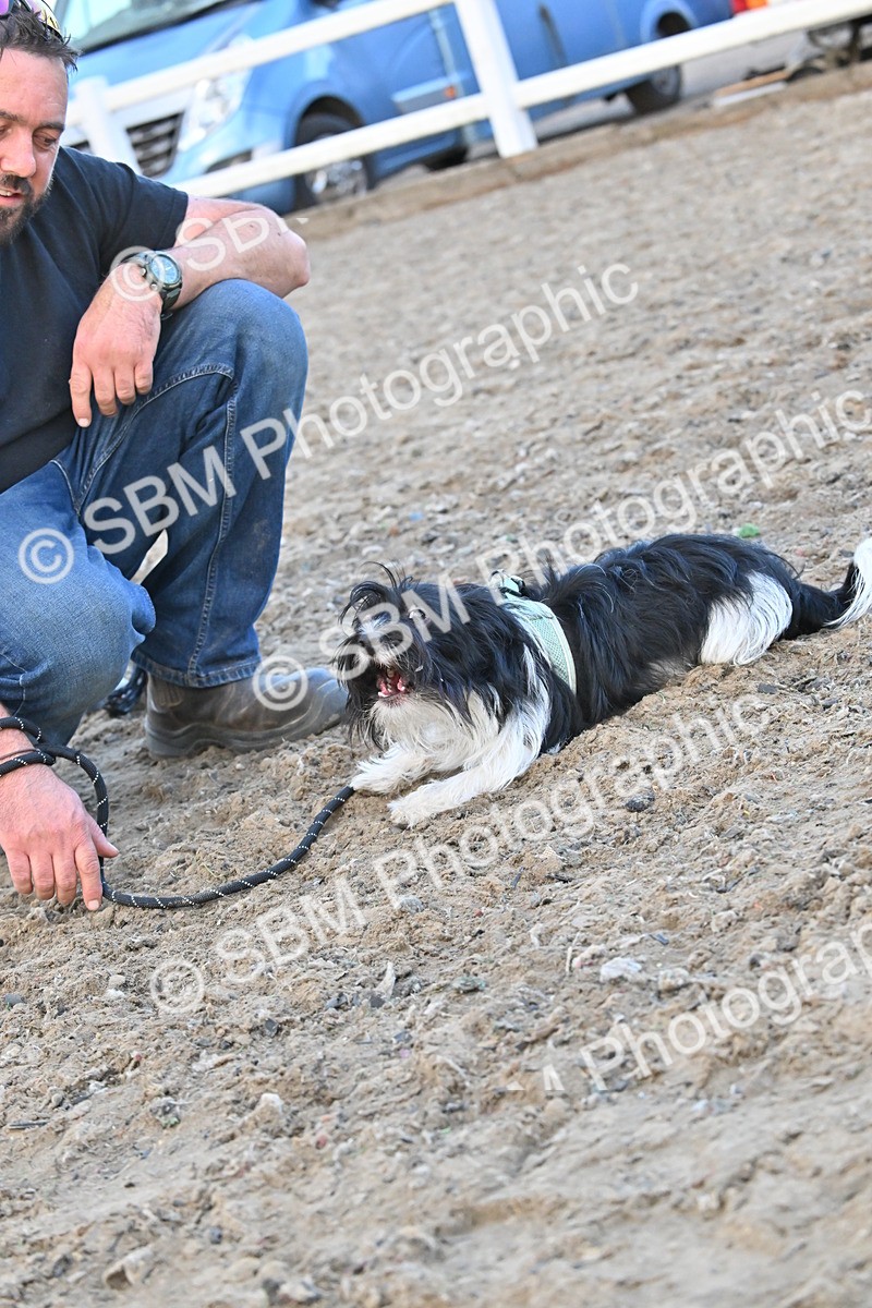 SBM_09588 - Lorry Dogs