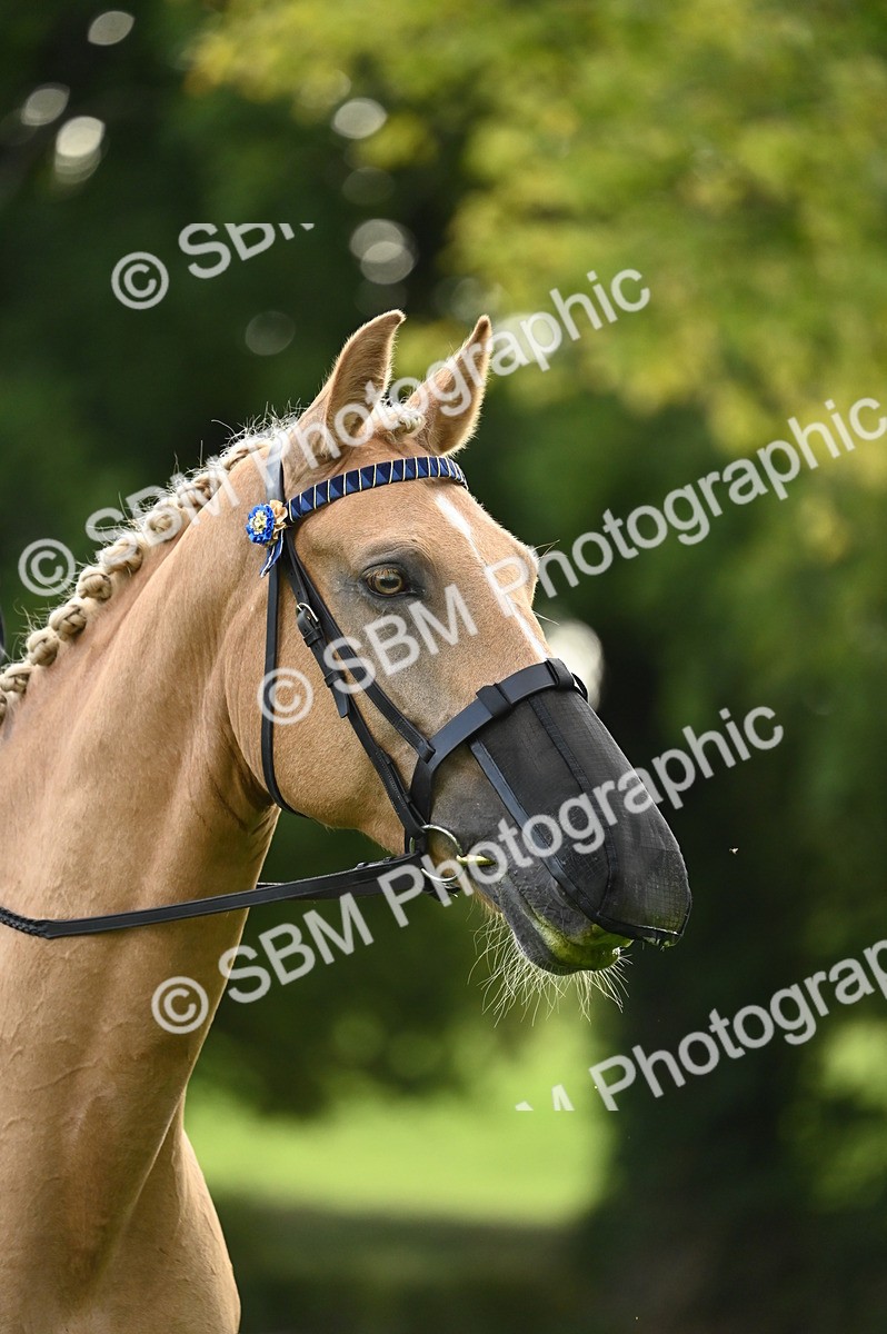 SBM_26365 - S6 - Novice & newcomer Ridden horse