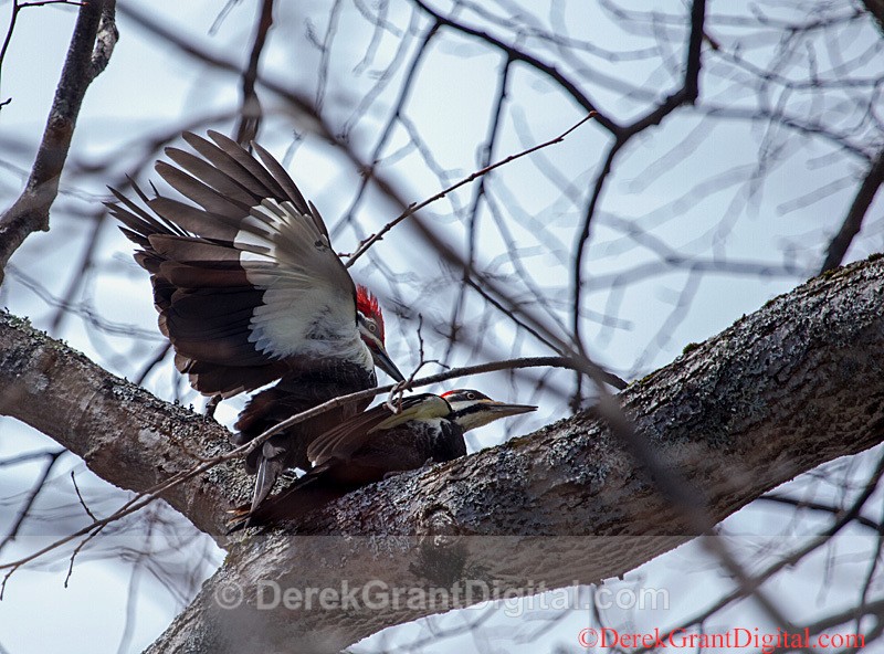 Hylatomus pileatus copulating pair - Birds of Atlantic Canada