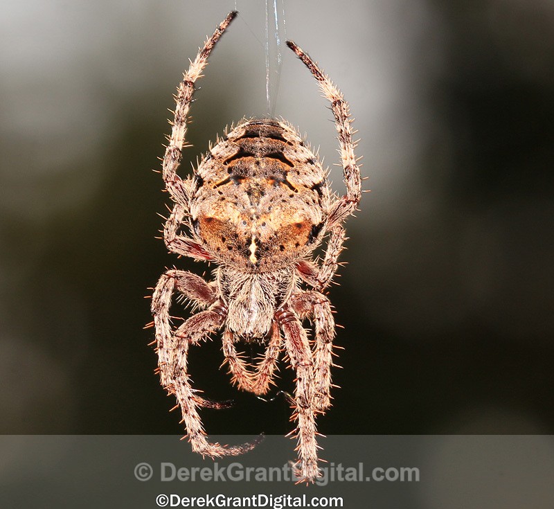 Araneus saevus - Fierce Orbweaver - Spiders of Atlantic Canada