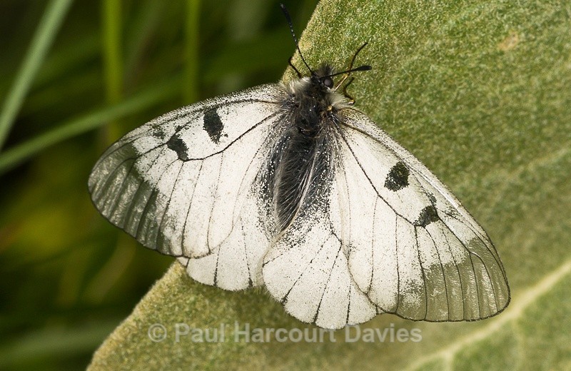  - Bugs: Butterflies