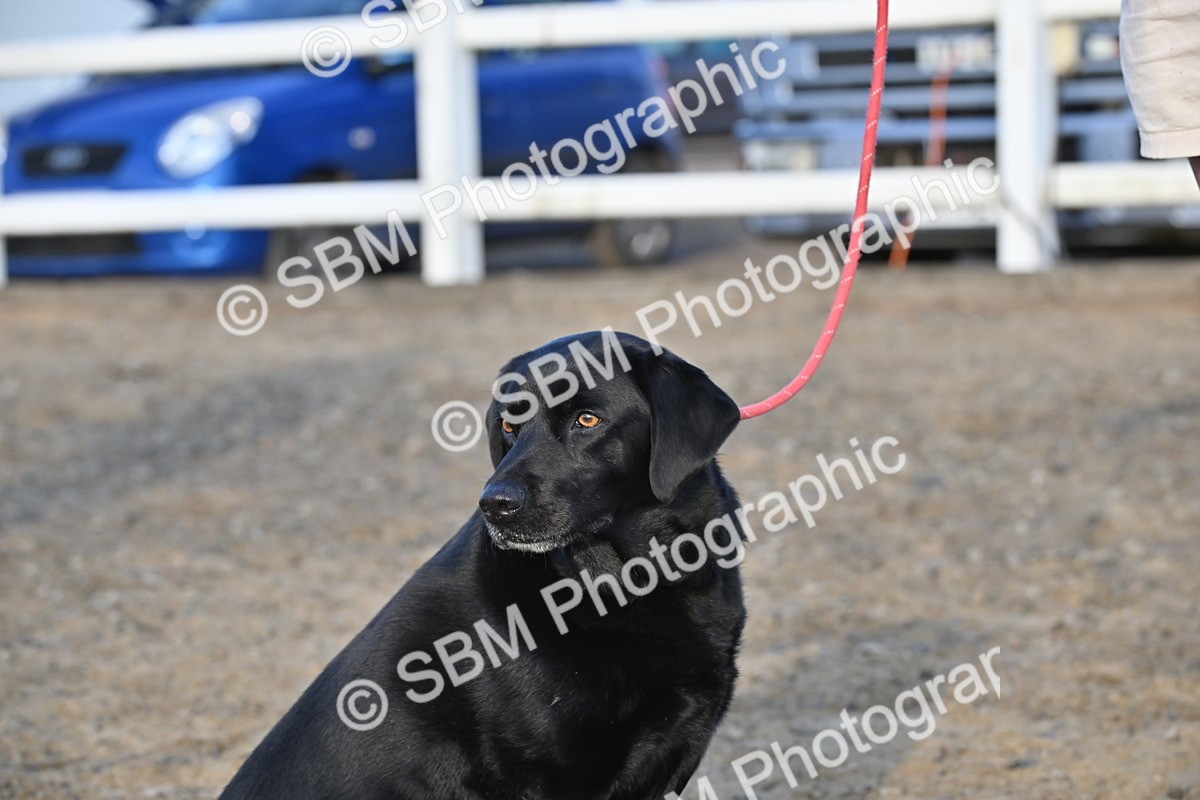 SBM_09486 - Lorry Dogs