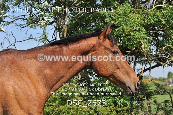 DSC_2673 - ARCHIVE REQUEST - Quincy and Guinness