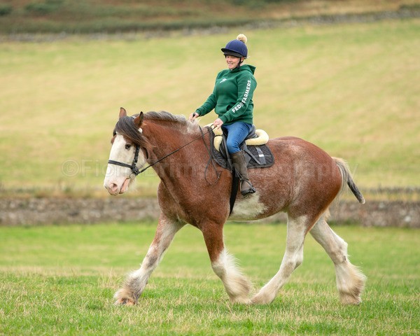 Dionne-68 - DGClydesdales
