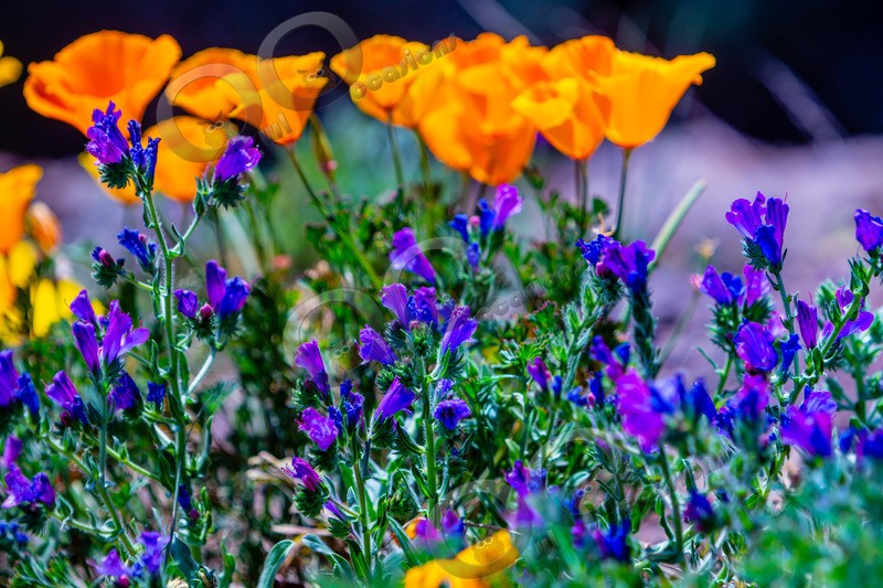 Californian poppy Eschscholzia californica-5540 - Plants and trees
