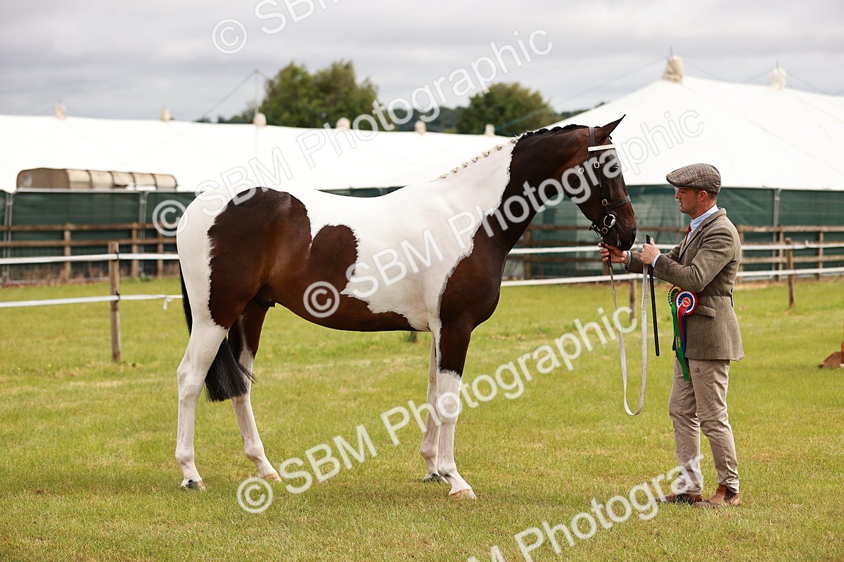 SBM_00830 - Class 26-30 Sport Horse In Hand