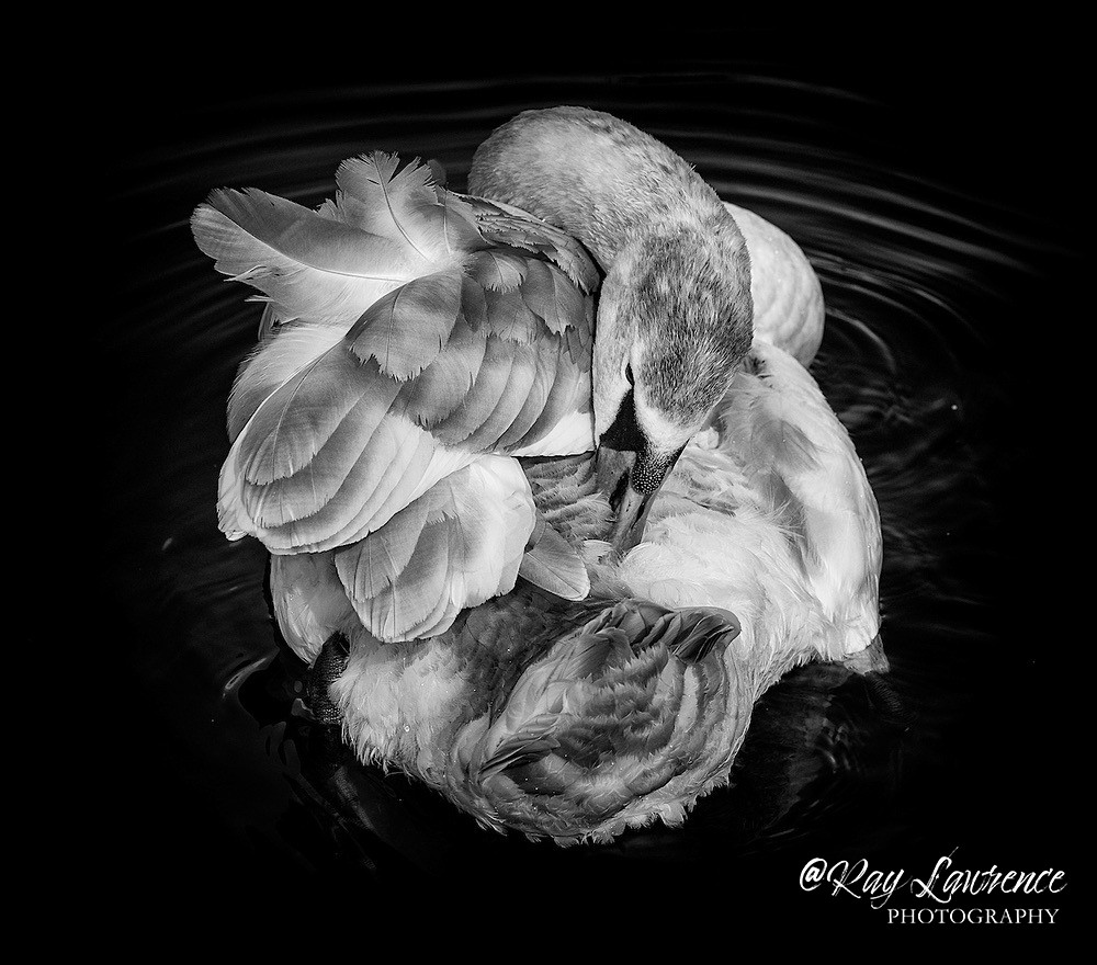 Young Mute Swan_06320_RLP3799 - Wildlife - Other