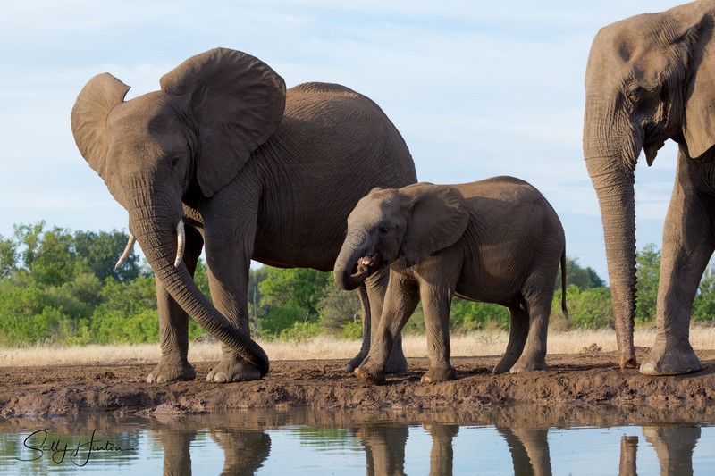Elephant Baby 15