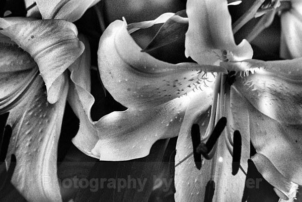 bug in a white flower 2 - Flowers and Plants