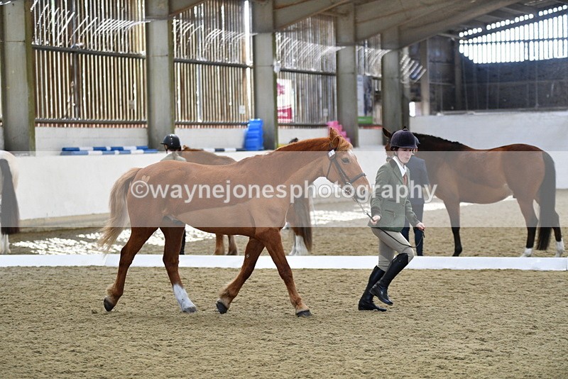 WJ5_4399 - Class 6 In hand M&M - Large Breeds