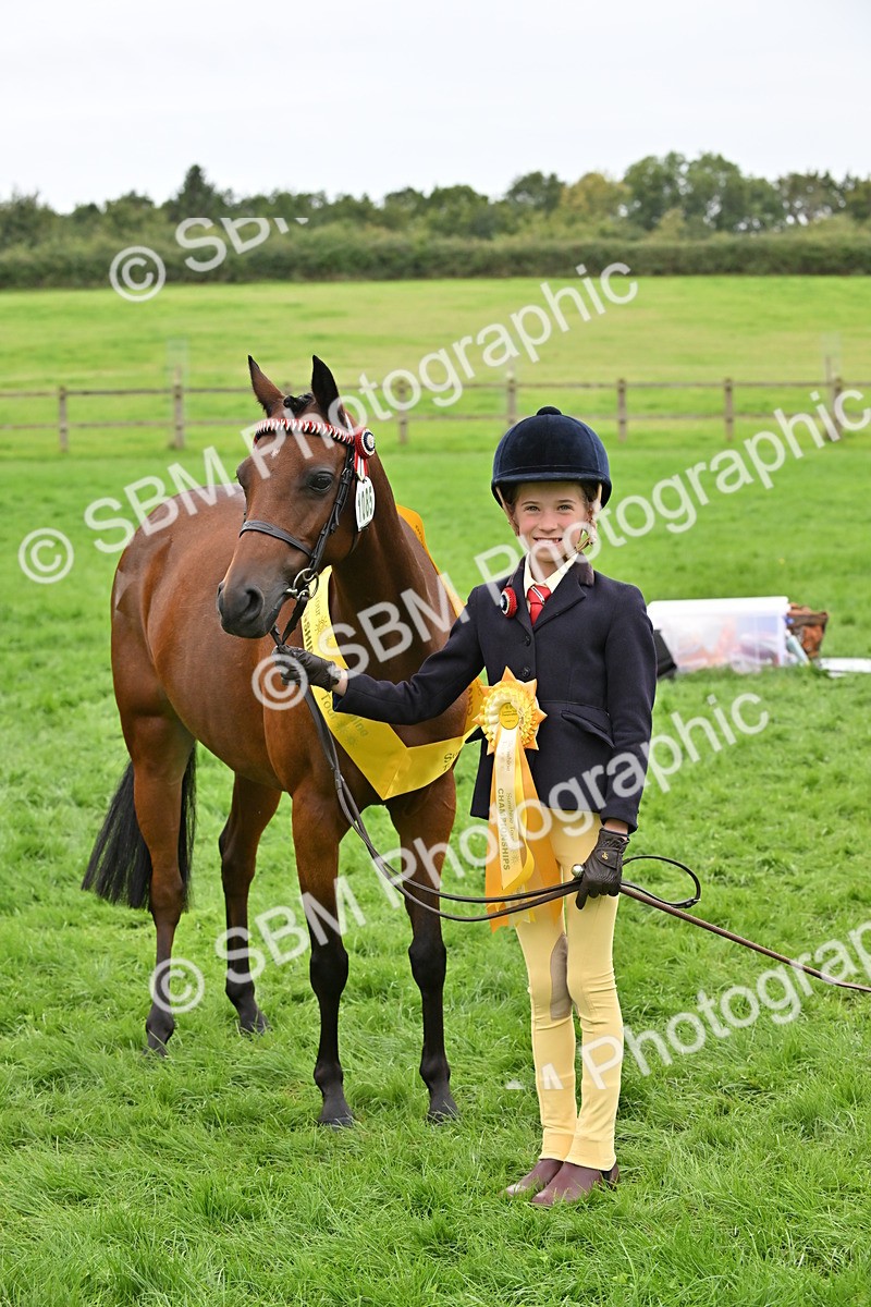 SBM_64949 - S50 - Show Pony & Show Hunter Pony In Hand