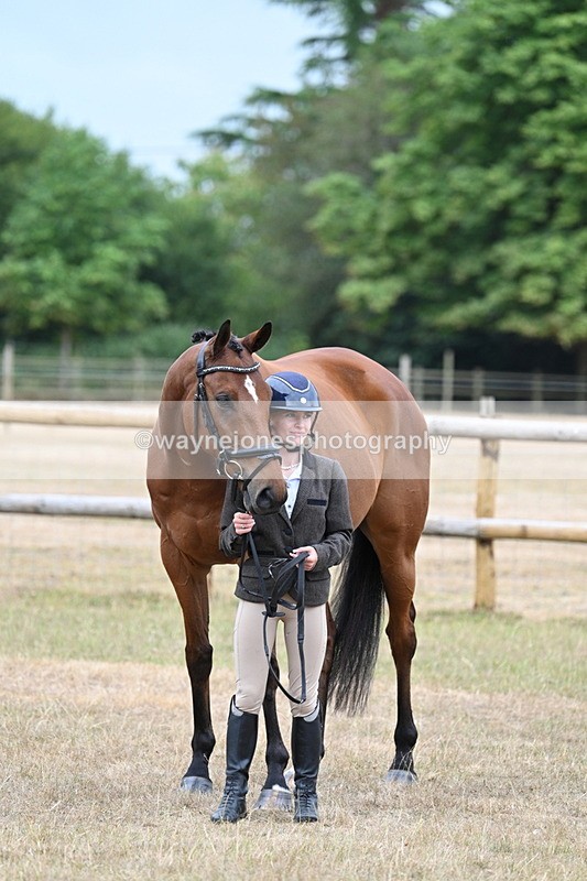 WJ7_9901 - Class 5a Most Handsome Gelding (above 14.2hh)