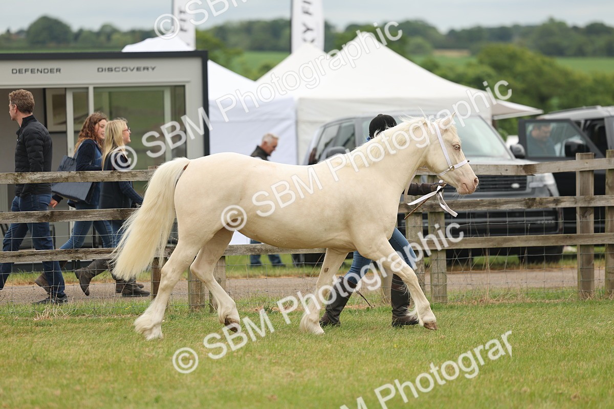 SBM_02370 - Class 50-57 - M&M Welsh Pony In Hand