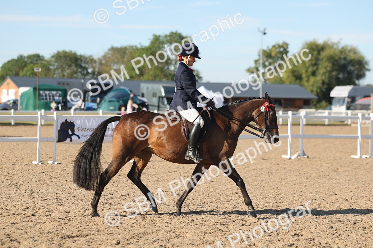 SBM_12180 - Class 303 - Ridden Pure Bred Horse Pony