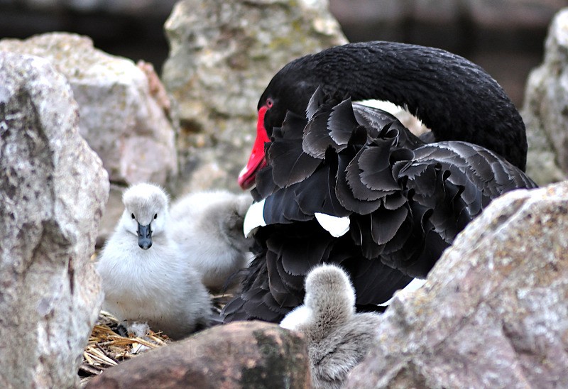 Mother and cygnets on the nest - Dawlish (mainly black swans)