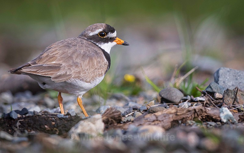 RINGED PLOVER 2 - RINGED PLOVER