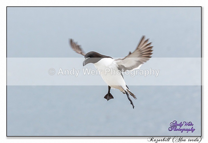 190604-untitled-8E0A5099-Edit - Razorbill