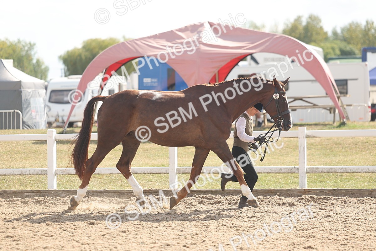 SBM_06848 - Class 25 - IH Foreign Breeds - Purebred