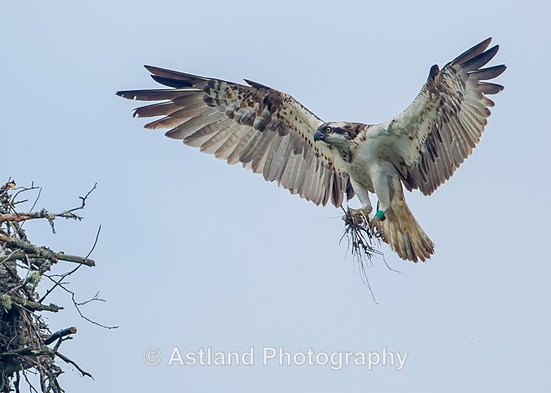 Astland Photography, Bird and Wildlife Images, Susan and Peter Wilson, U.K.