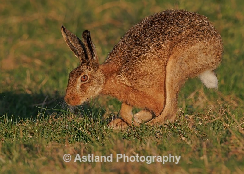 Brown Hare - Latest Images