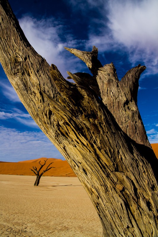 Deadvlei 5 - Landscapes