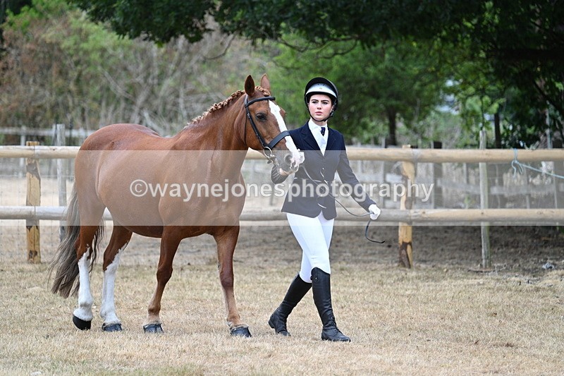 WJ7_8652 - Class 4a Prettiest Mare 14.2hh and over