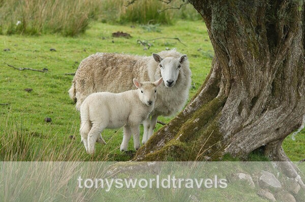 Mother and Baby lamb, Ireland - IRISH FARM ANIMALS