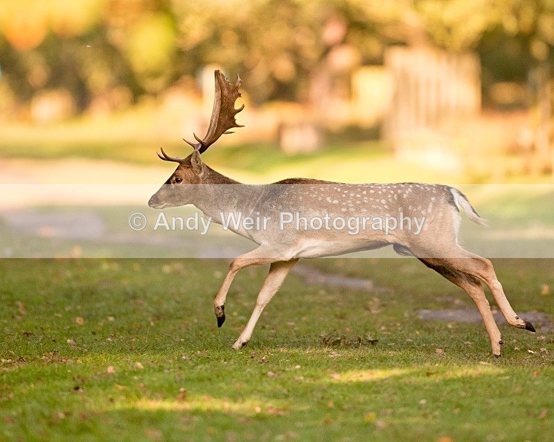 20111022-_MG_6770 - Fallow Deer