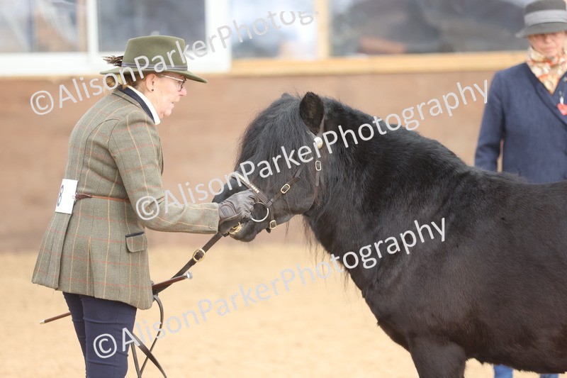 20251109-0070 - Class 4 - Stallions 4 Years and over