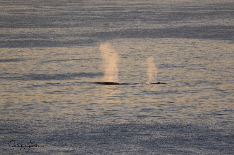 Whale Blow 4