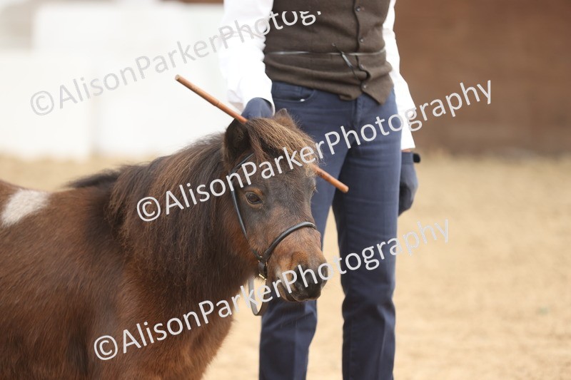 20251109-0332 - Class 13 - Mares 4 Years and Over