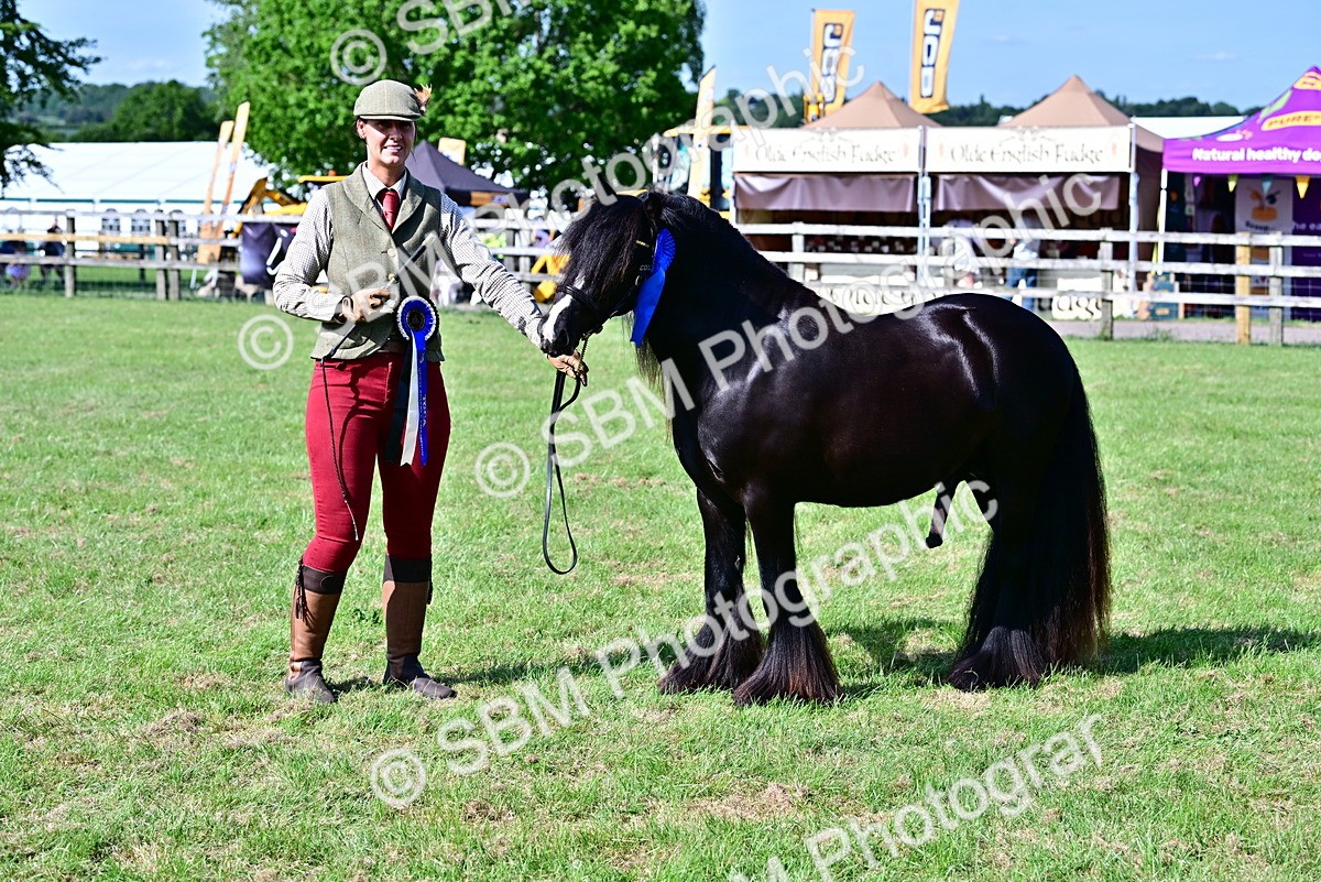 SBM_09487 - Class 63-65 - Traditional Gypsy Cobs In Hand & Ridden