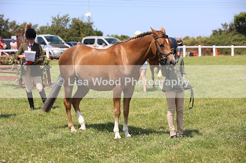JPP_2852 - Class 21: Working Hunter 60cm