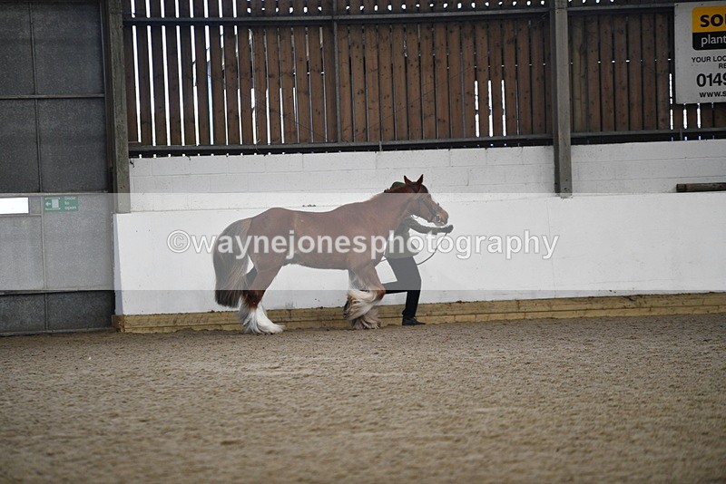 WJ5_5284 - Class 8 In hand cob