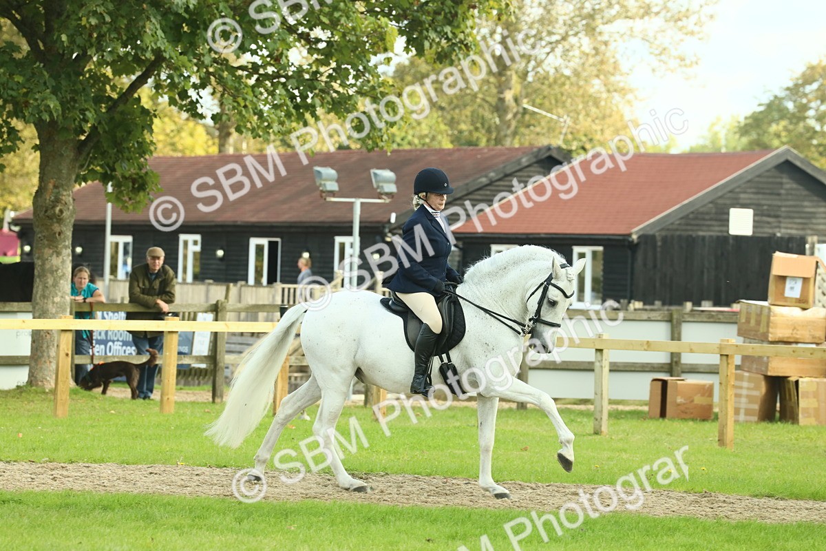 SBM_62446 - S62 - Foreign Breeds Ridden