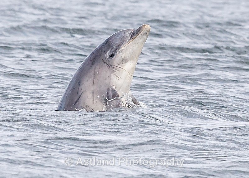 Astland Photography, Bird and Wildlife Images, Susan and Peter Wilson, U.K.