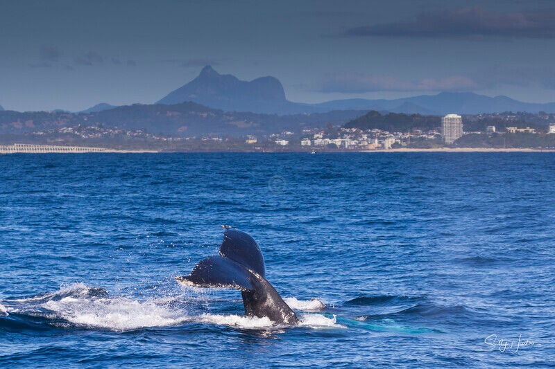 0A3A2034 - 2024 Whale Photos