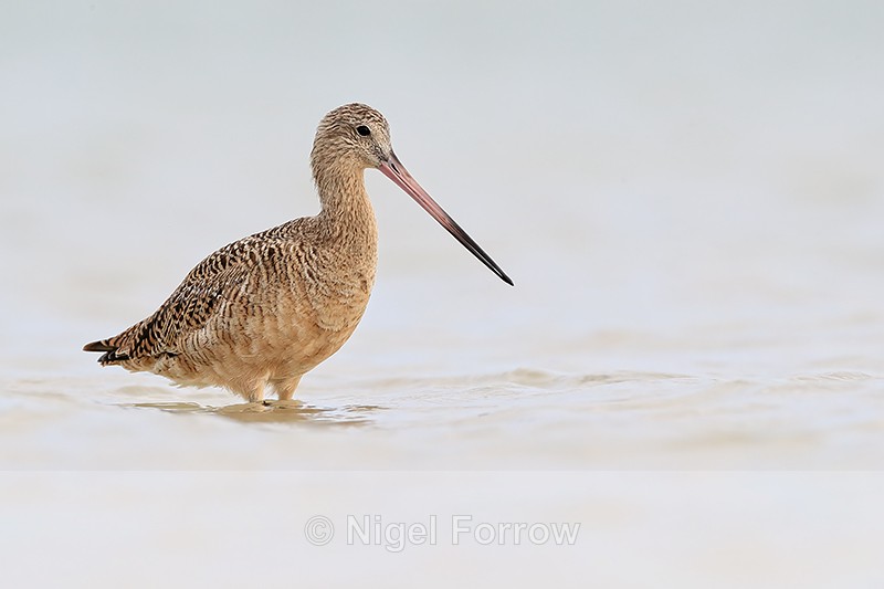 Marbled Godwit standing still, Fort De Soto Park, Florida - Marbled Godwit