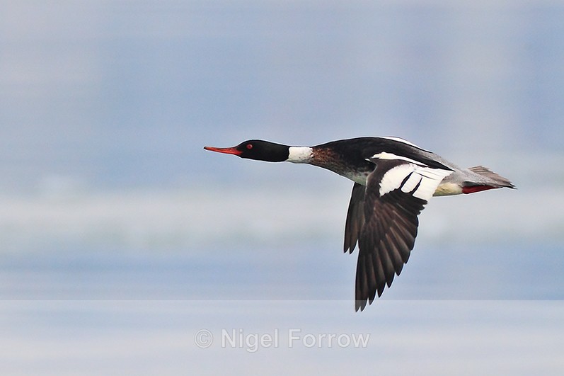 Red-breasted Merganser (male) in flight low over Poole Harbour - Red-breasted Merganser
