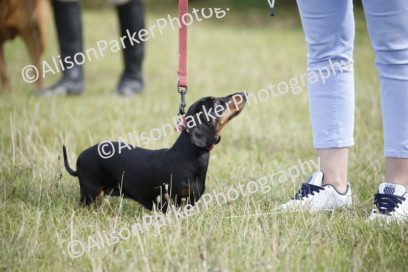 20250831-3750 - Dog Show