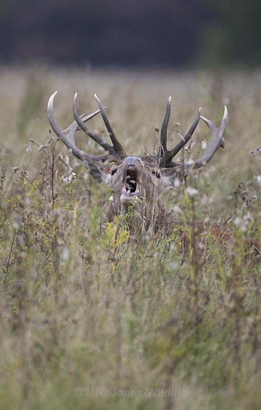 _H5X8510 Red Deer 'Rut' 2015 - New Deer Rut  2015