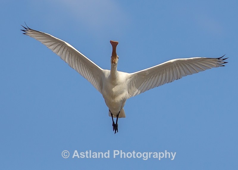 Astland Photography, Bird and Wildlife Images, Susan and Peter Wilson, U.K.