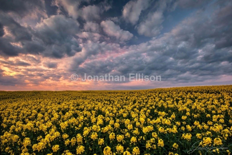 Rapeseed Sunset - Lancashire