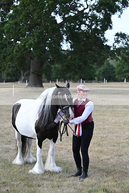 WJ7_8350 - In-hand Championship