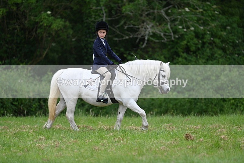 WJ7_4378 - Class 14B Prettiest Mare