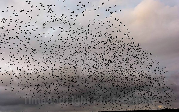 Starlings - Birds