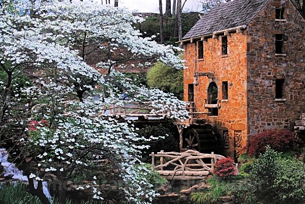 Dogwoods in Bloom at the Old Mill - Old Mill