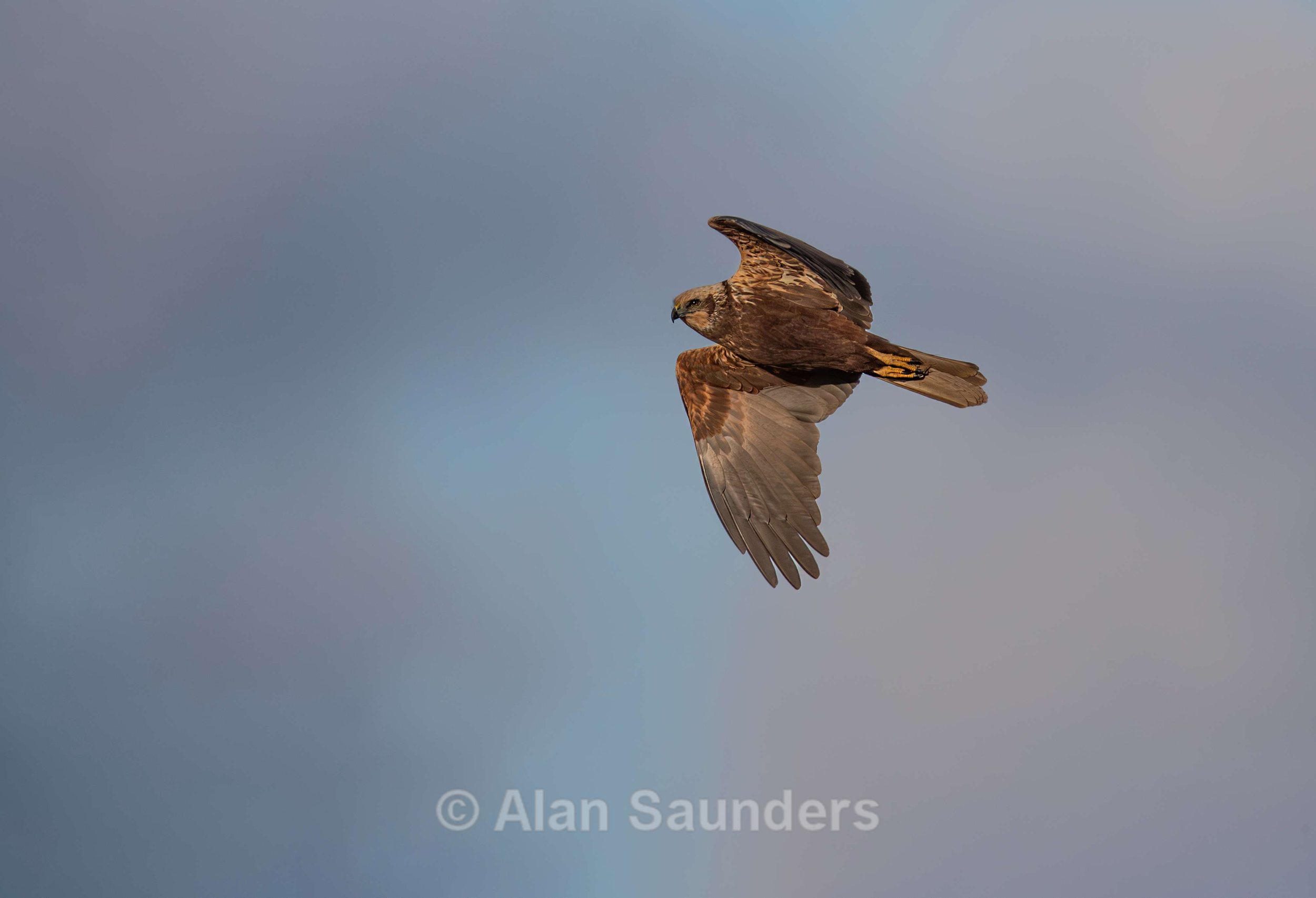 Marsh Harrier 4