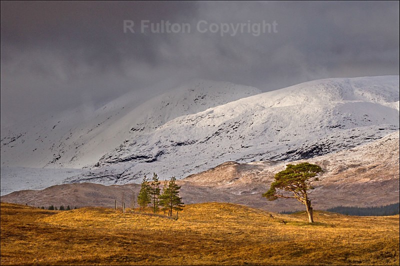 Mountain Trees - Landscapes