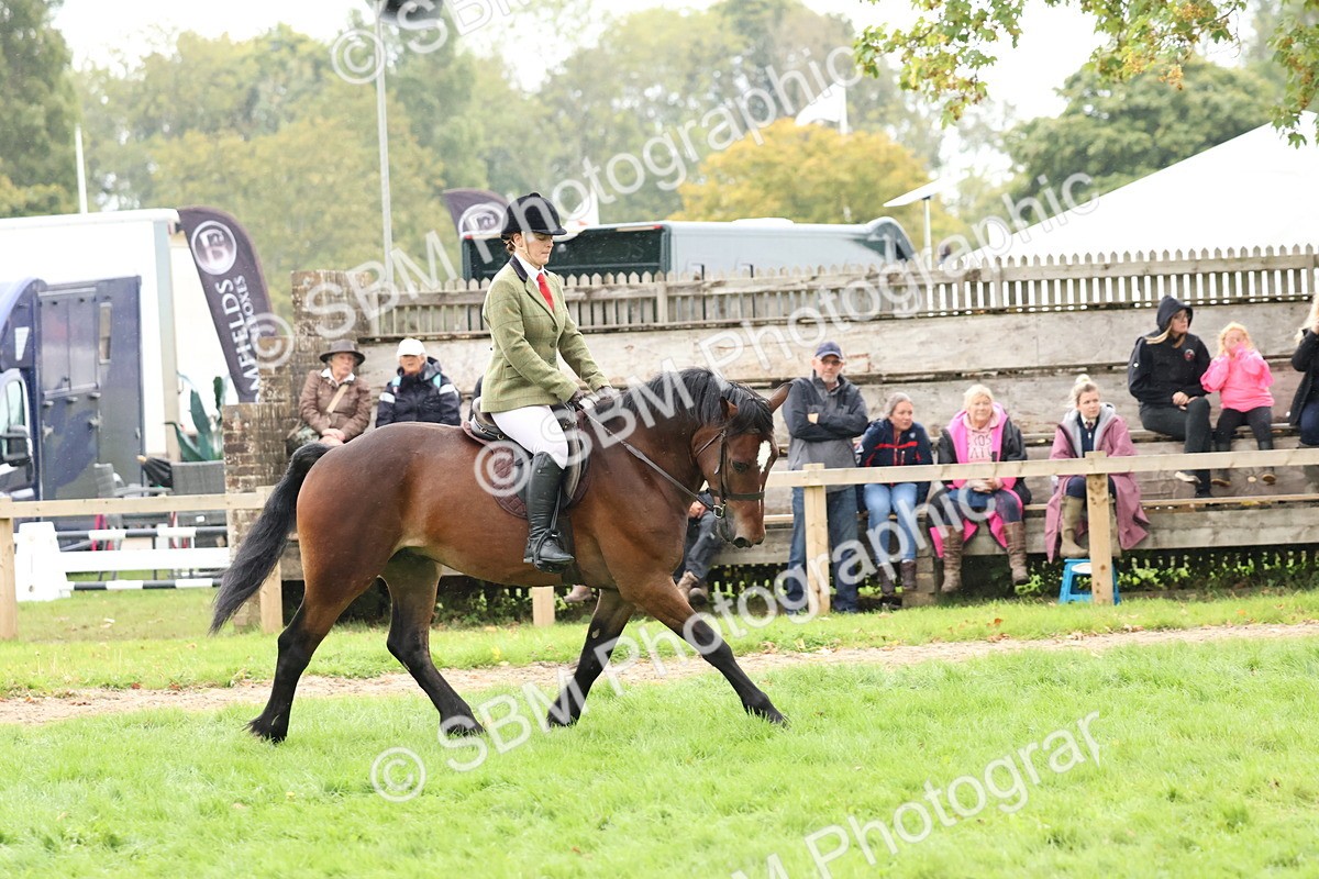 SBM_69659 - S62 - Mountain & Moorland Ridden Large Breeds